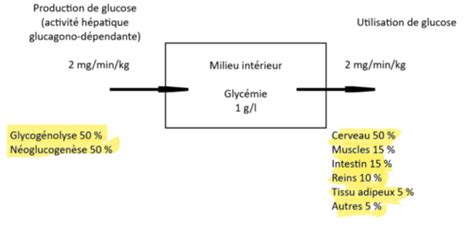 régulation de la glycémie Flashcards Quizlet