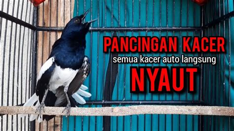 Kacer Gacor NGEPLONG TARUNG KONSLET Ngobra Ini Paling AMPUH Buat