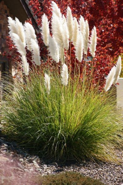 Dwarf Pampas Grass - Watters Garden Center