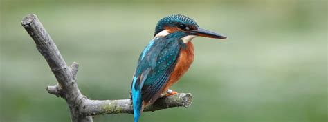 Kingfishers In The Highlands Of Scotland Eagle Brae