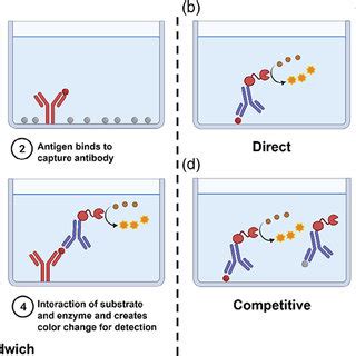 Mechanistic Illustration Of Clia Detecting Sars Cov Antigen This