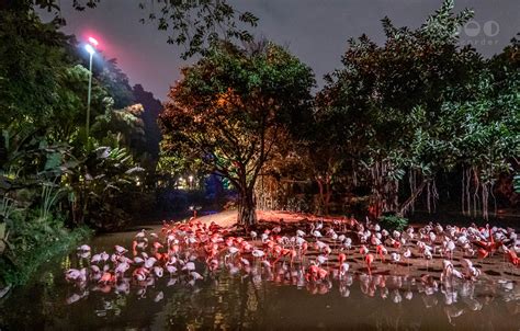 Chimelong Safari Park | Simon Corder