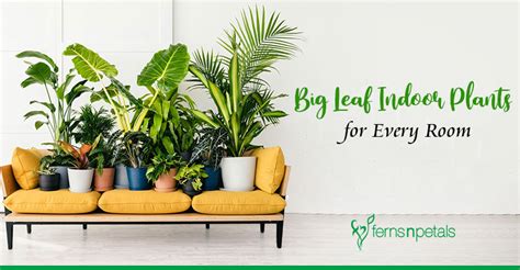 Top 8 Big Leaf Indoor Plants for Every Room In Your Casa