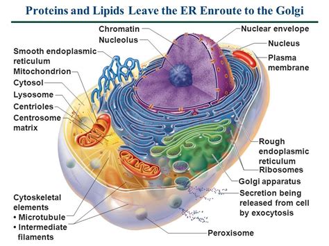 MCAT Biological Systems Lecture 1 (The Cell) Diagram | Quizlet