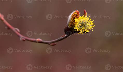 Salix Caprea Pendula Yellow And Red Pussy Willow In Blooms Covered In