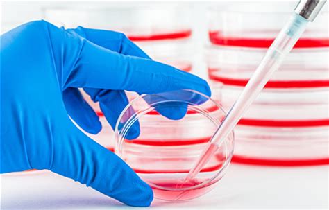 Cell Experiment Protocol - Creative Diagnostics