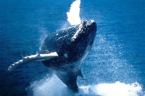 Boston Harbor Cruises Whale Watching Is One Of The Very Best Things