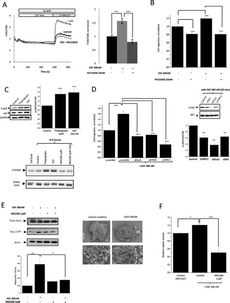 PI3K Akt Rac1 Signaling Pathway Mediates EGF Induced SOCE Dependent