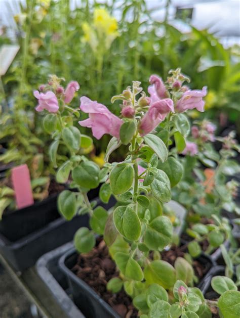 Antirrhinum hispanicum 'Roseum' – Secret Garden Growers