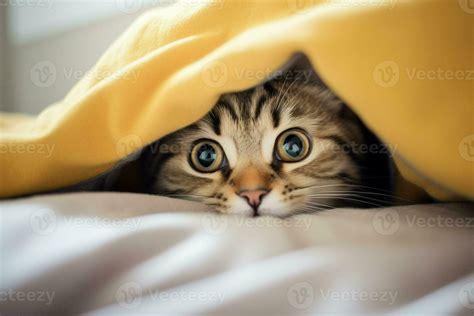 Cute Tabby Cat Hiding Under Blanket On Bed Closeup Ai Generated Pro