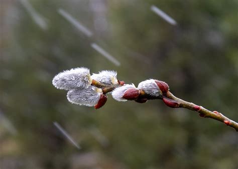 Pussy Willow With Snow Week In Michigan Spring Is Gett Flickr