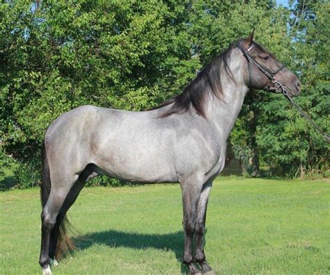 Band t Stables | Stallions - Silver Design | Horses, Horse world, Beautiful horses