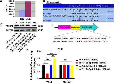 MiR 19a 3p Regulated The Expression Of YTHDF2 By Targeting Its MRNA