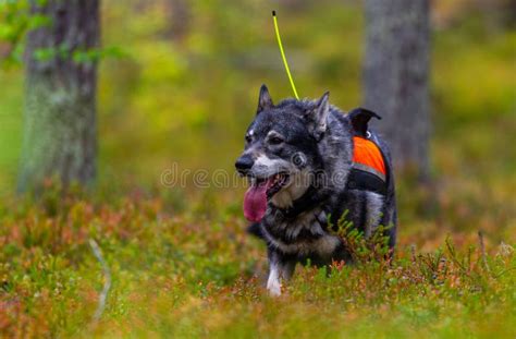 Hunting dog seeking prey stock photo. Image of chase - 125860774