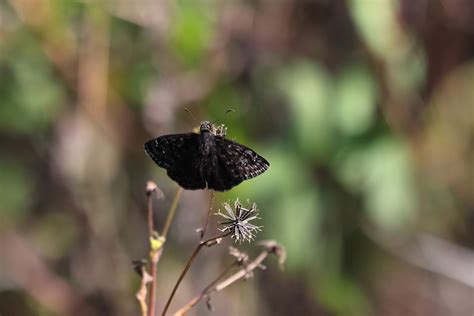 Horace S Duskywing From Coral Terrace FL USA On January 28 2024 At