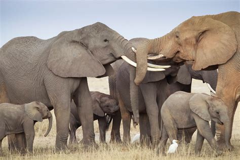 Elephants Get The Point Of Pointing Study Shows The New York Times