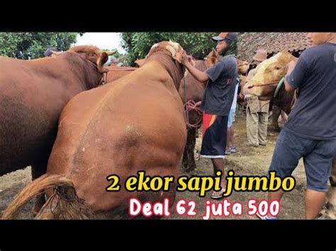 Update Harga Sapi Di Pasar Sapi Ambulu Menjelang Idul Fitri YouTube