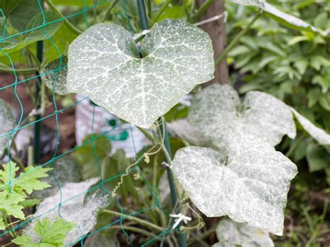 Powdery Mildew Amgrow Home Garden