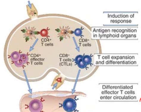 Wk T Cell Mediated Immunity Flashcards Quizlet