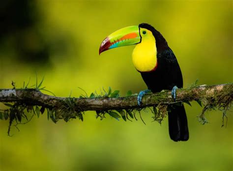 Yellow Throated Toucan - Ramphastos ambiguus | Complete Facts ...