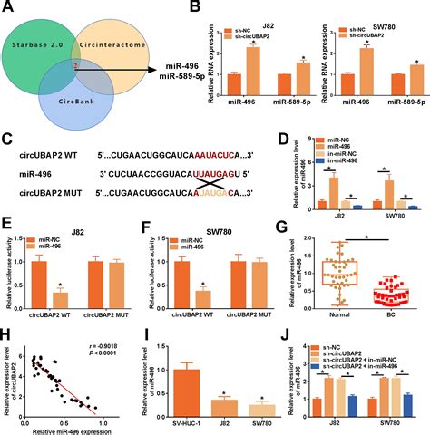 Circular Rna Ubiquitin Associated Protein Silencing Suppresses