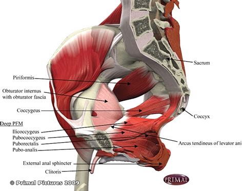 The pelvic floor muscles consist of the superficial and deep pelvic ...