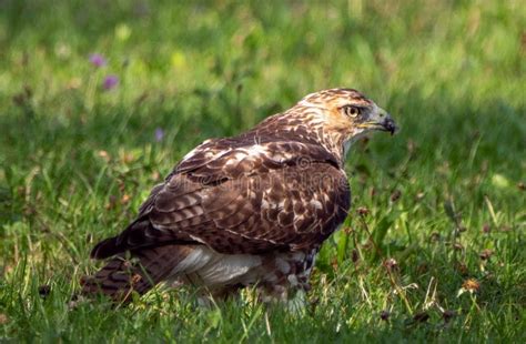 Selective Focus Shot Of A Red Tailed Hawk In A Grass Field Stock Image