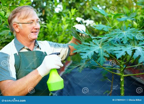 Cuidados Felizes Do Jardineiro Para A Planta Da Papaia Imagem De Stock