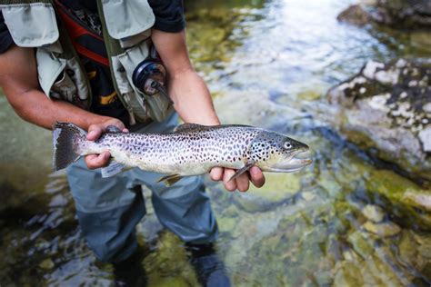 How To Catch Trout Without Fly Fishing The Fishing Essentials