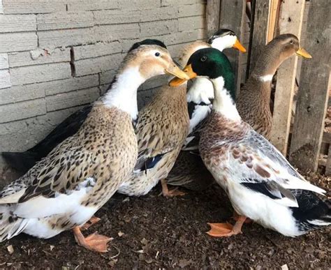 Fotos De Pato E Marreco