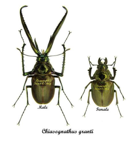 Chiasognathus Grantii Alchetron The Free Social Encyclopedia