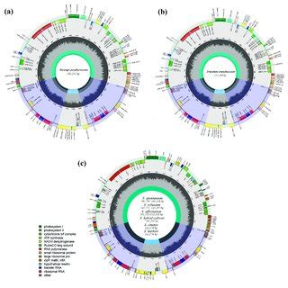 Structure Of The Assembled And Annotated Chloroplast Genomes The Color