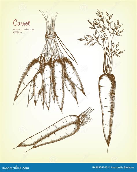 Hand Drawn Carrot Set Stock Vector Illustration Of Hand