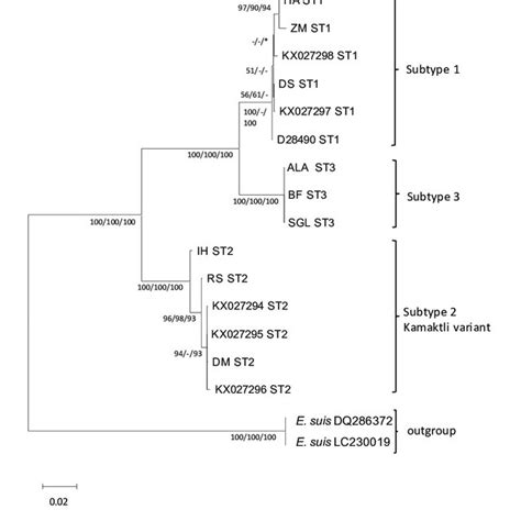 Rooted Phylogenetic Tree Based On 18s Rrna Gene Sequences Using The