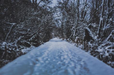 Premium Photo Snow Covered Road Amidst Trees