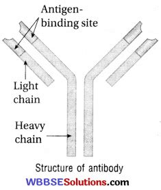 WBBSE Class 9 Life Science Solutions Chapter 4 1 Immunity And Human