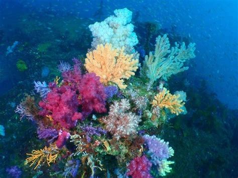 10 Stunning Plants and Sea Creatures on the Ocean Floor | Underwater ...