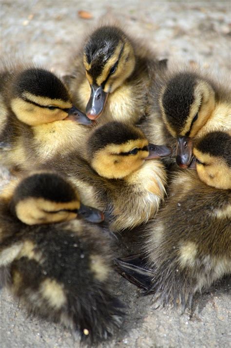 Ducklings Cute Fluffy - Free photo on Pixabay - Pixabay