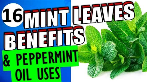 16 Impressive Health Benefits And Uses Of Mint Leaves And Peppermint