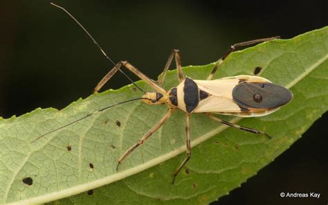 Assassin Bug Zelus Sp Reduviidae Id By Jm Ayala Landa F Flickr