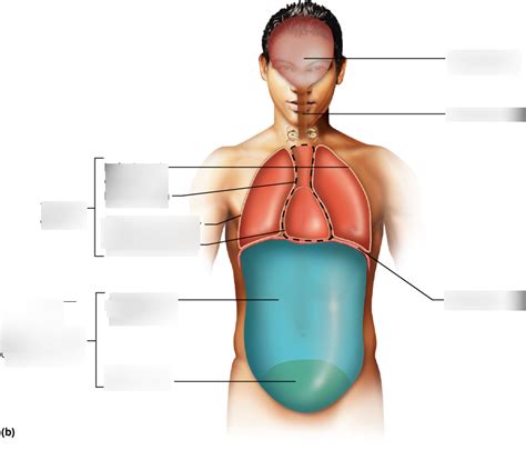 Body Cavities Diagram Diagram Quizlet