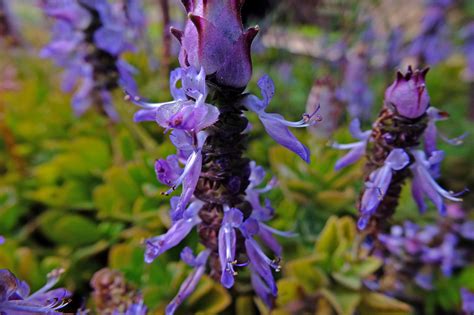 Plectranthus Caninus Lamiaceae Image At Phytoimages Siu Edu