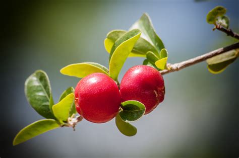 Cherry Berries Leaves Branch Fruit Wallpaper Coolwallpapers Me