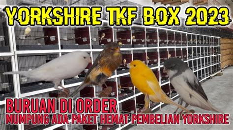 Update Stok Kenari TKF BOX 2023 Di Kandang Importir Kenarigacor