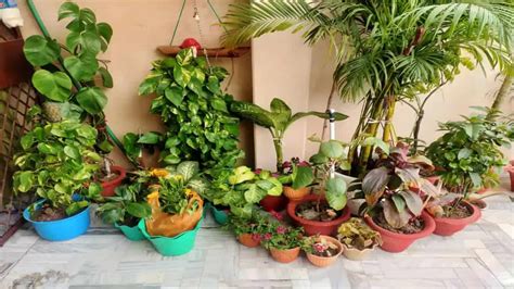 स्पेस कम है तो गार्डनिंग के लिए अपनाएं ये टिप्स Gardening Tips