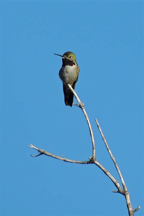 Broad Tailed Hummingbird ©steve Frye Wild Bird Company Saturday