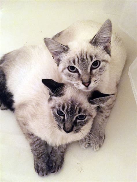 Siamese Cat Breeders New Brunswick - 20 collection of ideas about how to make your Design