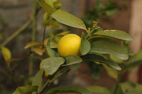 Lemon Citrus Plant - Free photo on Pixabay - Pixabay
