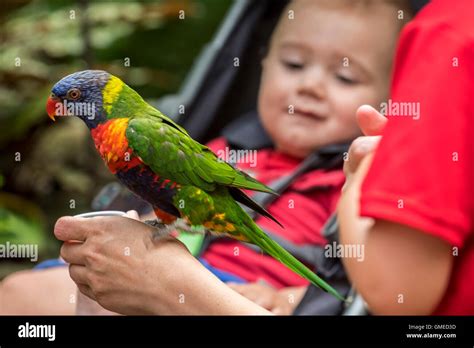 Baby rainbow lorikeet hi-res stock photography and images - Alamy