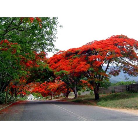 Graines De Flamboyant Delonix Regia Prix 2 45